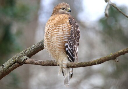 Red-Shouldered Hawk on branch